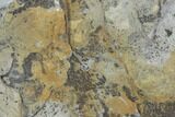 Plate Of Silurian Fossil Algae (Leveillites) - Estonia #102647-1